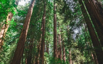 Hoe Redwood Software IT-processen verbetert met Data Intelligence